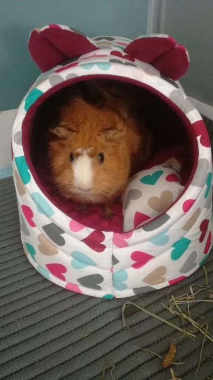 domek dla swinki morskiej (17).jpg