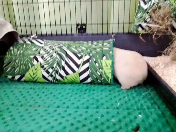 tunele dla świnki morskiej (13).jpg