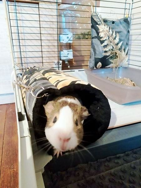 tunele dla świnki morskiej (22).jpg