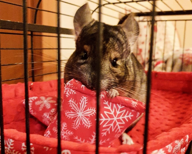 Poduszka dla świnki morskiej (2).jpg