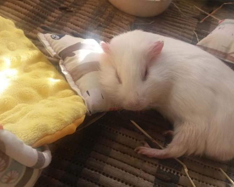 Poduszka dla świnki morskiej (3).jpg