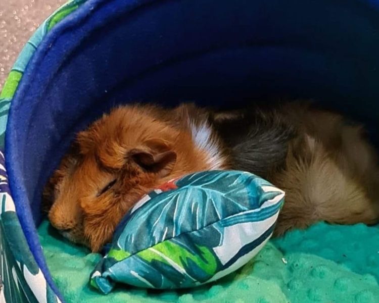 Poduszka dla świnki morskiej (4).jpg