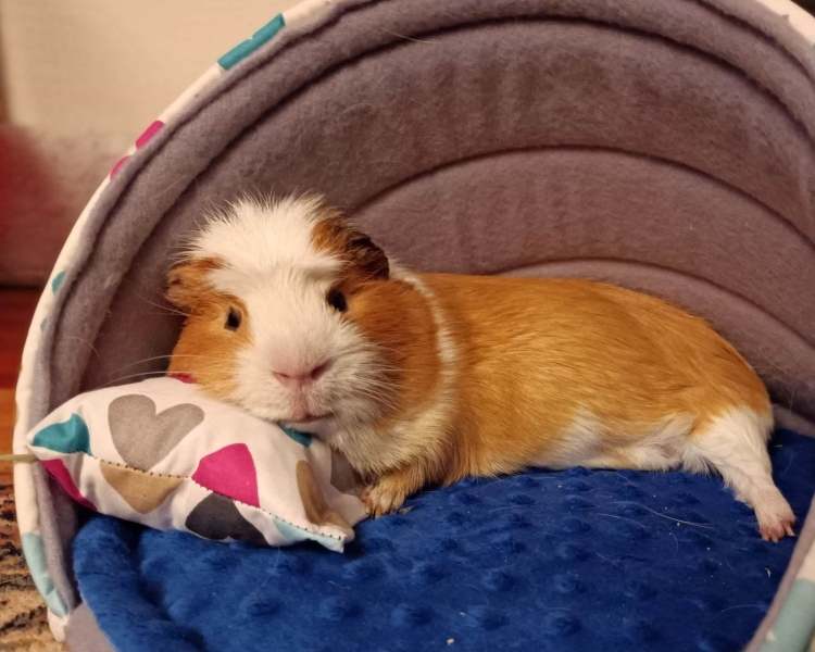 Poduszka dla świnki morskiej (1).jpg